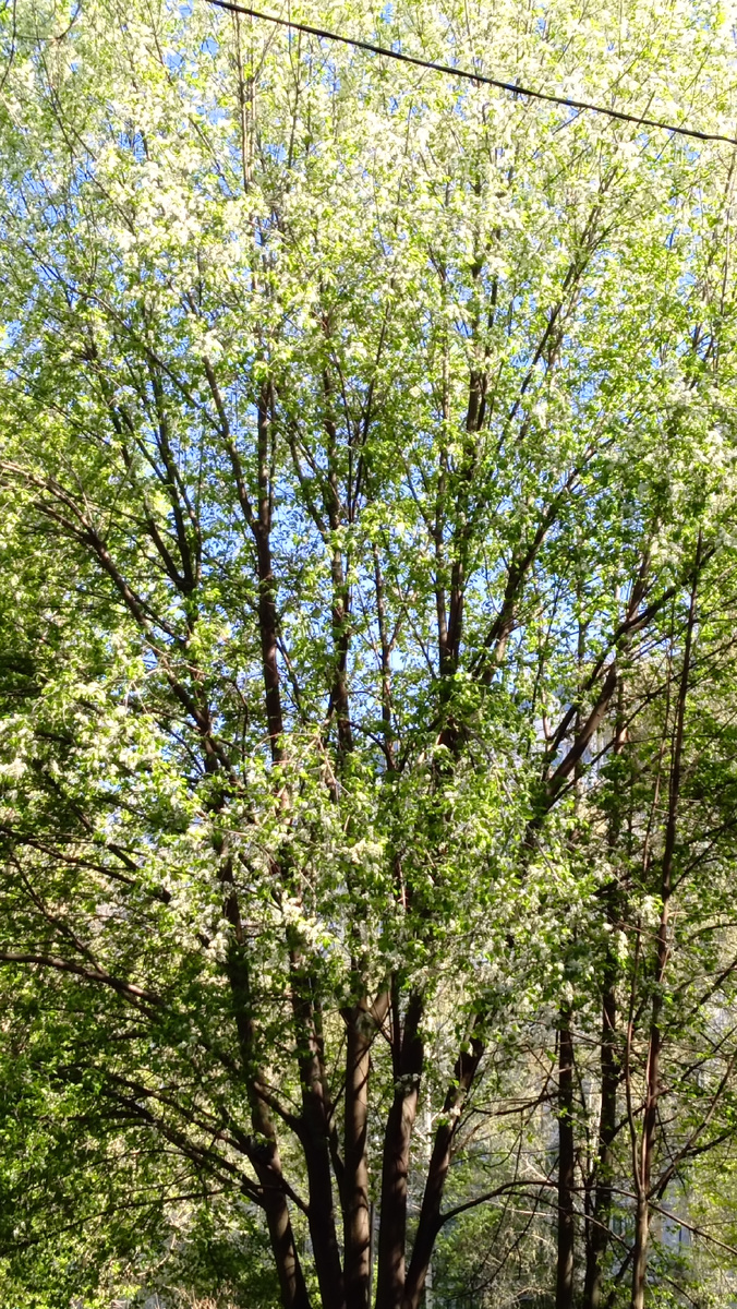 Черемуха цветёт. Фото автора 