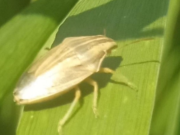 Фото: «Россельхозцентр»