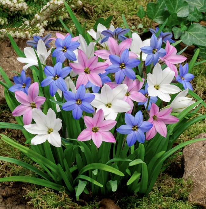 Фотография из интернета