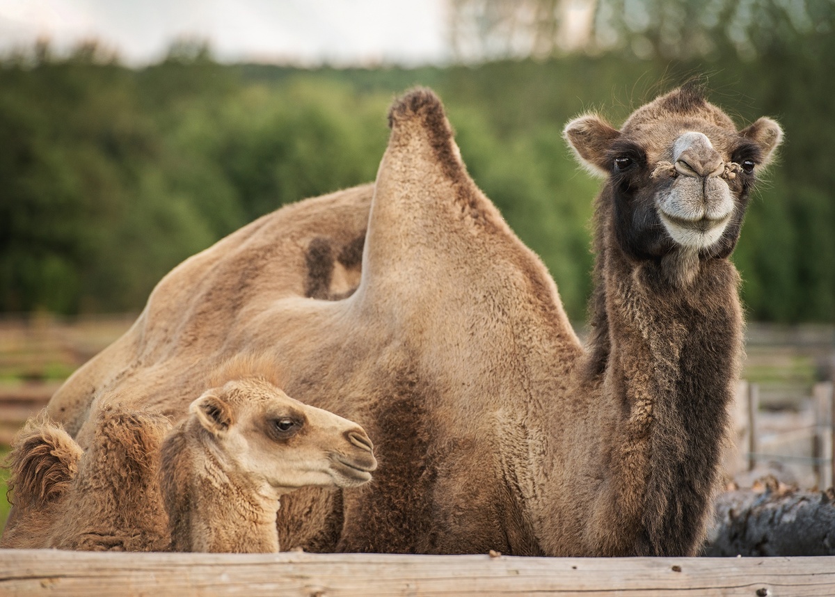 Источник фото: сайт этнопарка «Кочевник» (http://ethno-park.ru)