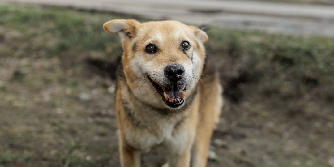 Не каждый человек способен быть хорошим хозяином!