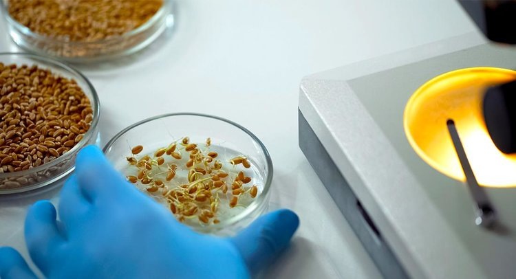    О семенной базе Зауралья рассказали специалисты Курганского филиала ЦОК АПК