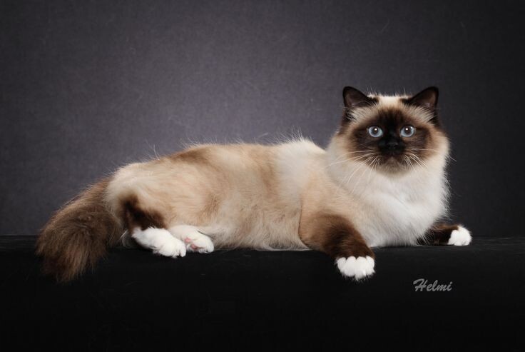 Бирманская кошка. Фото из сети Интернет