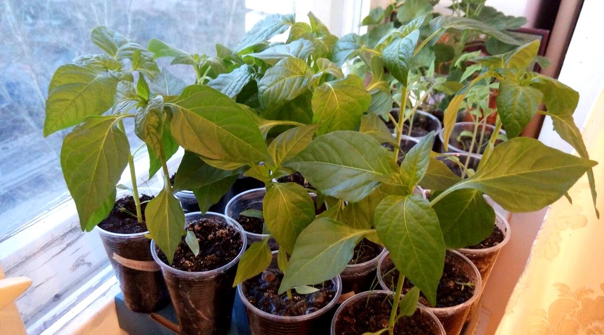  Рис. 2 Рассада перца в стаканчиках.