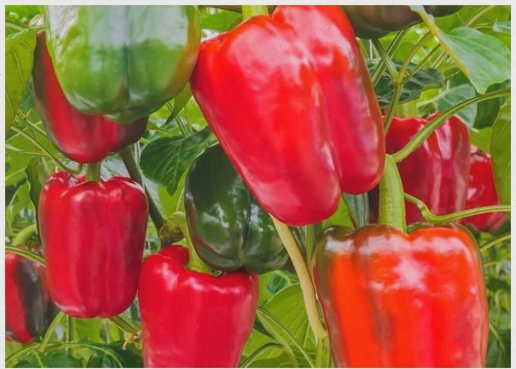  Рис. 1 Калифорнийское чудо.