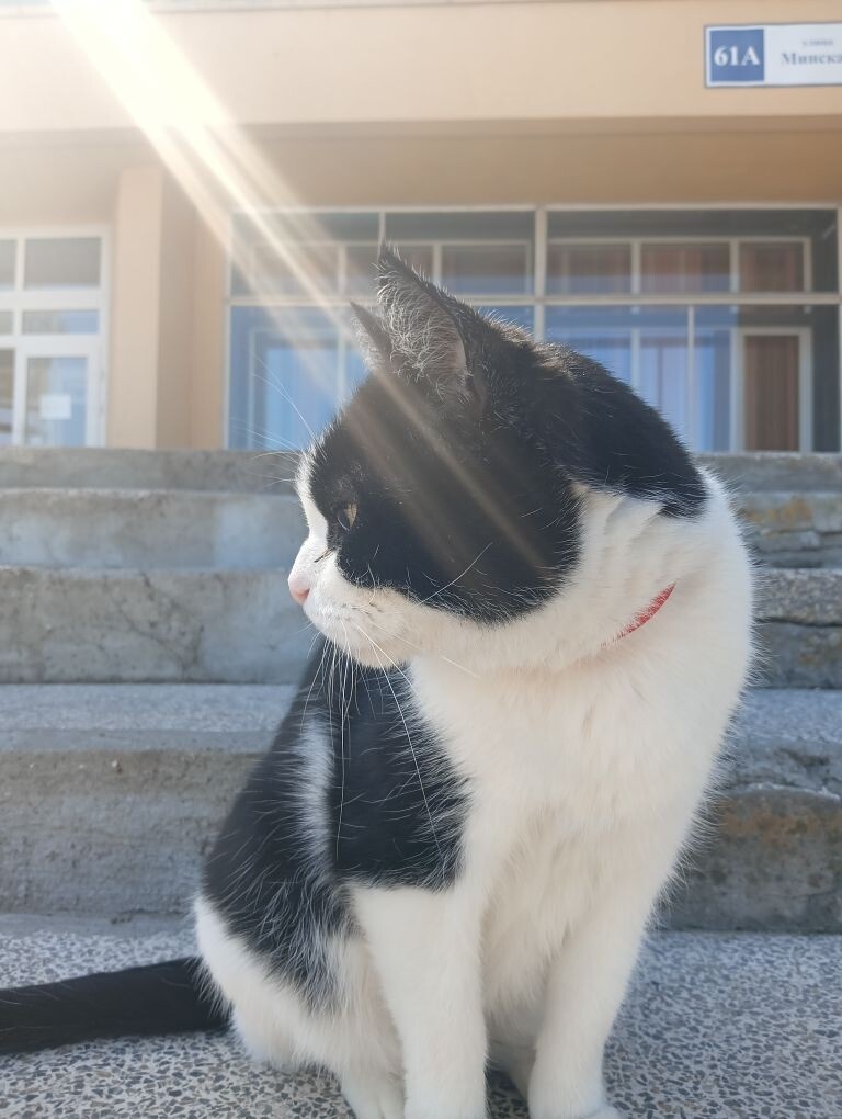 Василий на прогулке