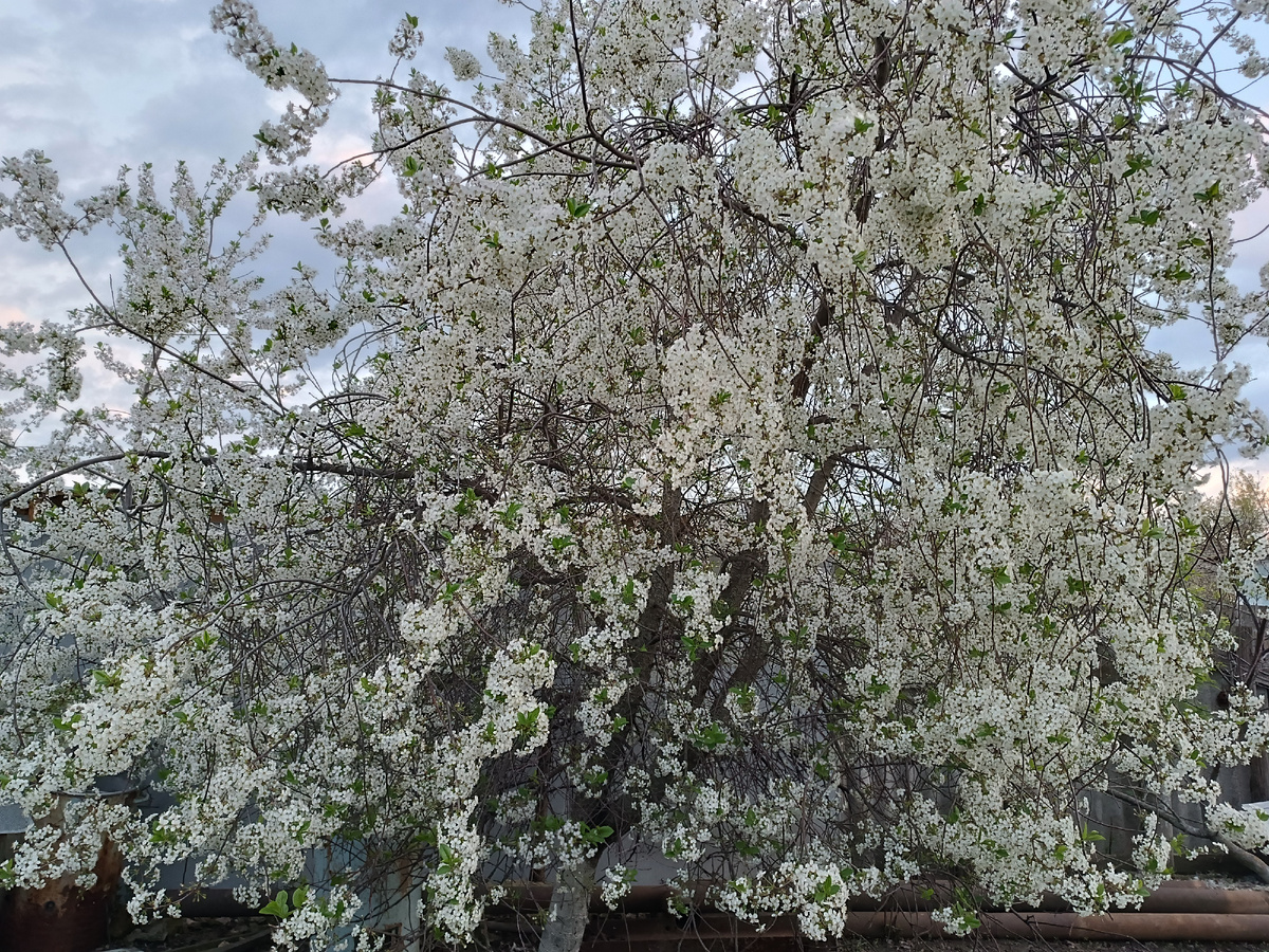А это вишня возле старой школы. Кто её сажал, не знаю. Но много лет уже даёт самый ранний урожай. Кислая, но мы себе ростки пересадили. На компоты будет самое то.