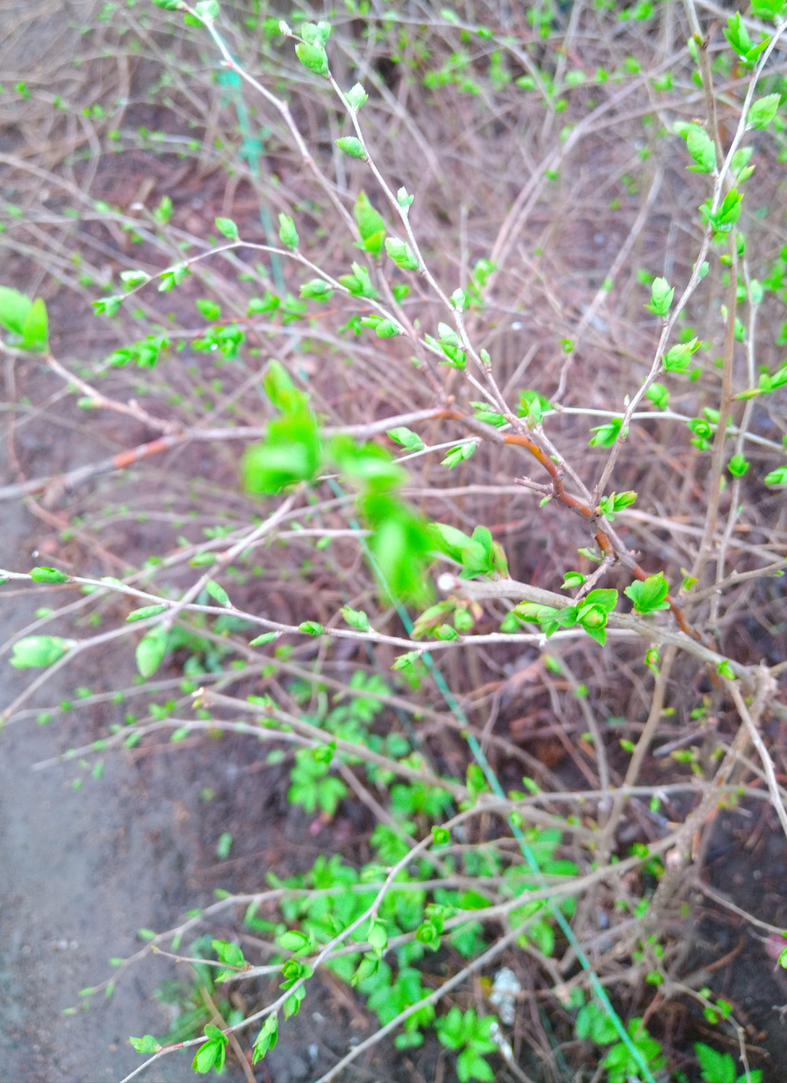 А накануне - только голые ветви