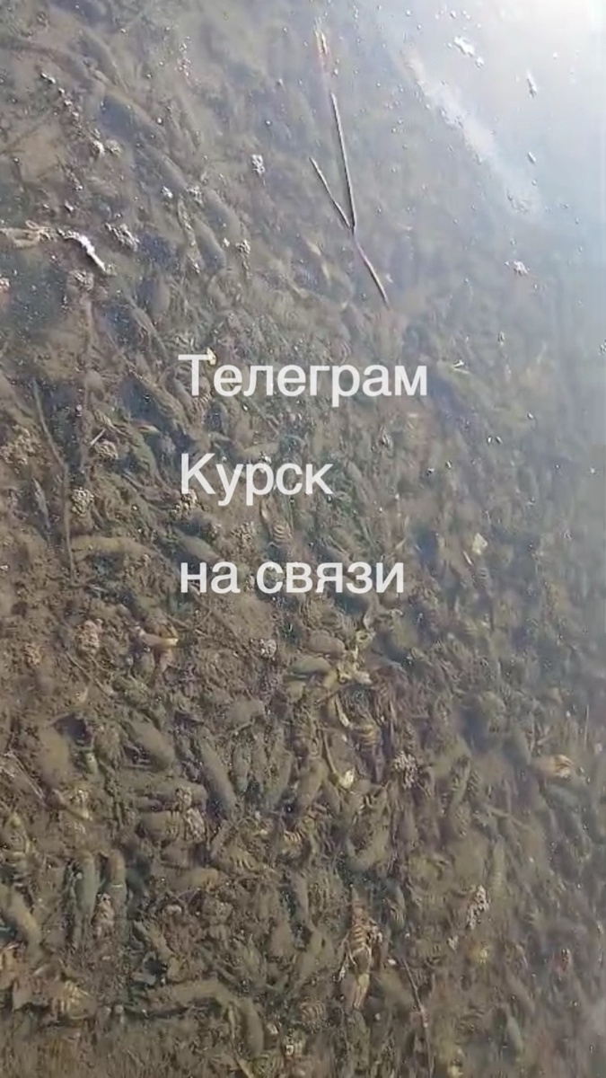 Фото: Курск на связи