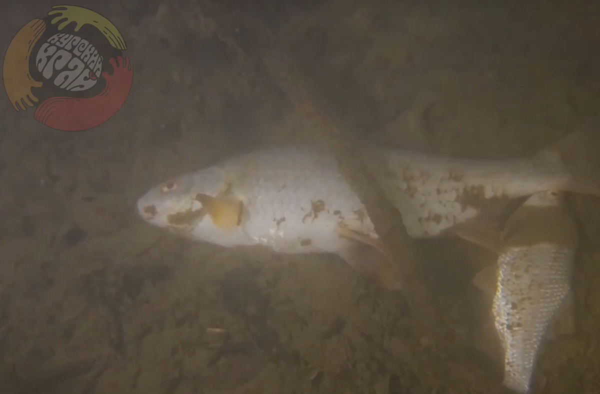 Фото: Курский Край