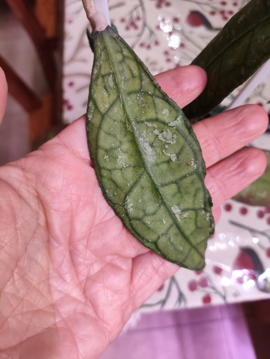 Hoya sp. DMC 5655B IML 1398 (фото: Евгения Марковская)