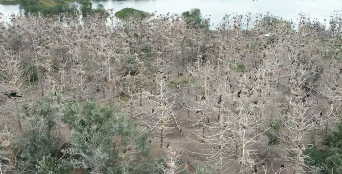 Ядовитые экскременты бакланов отравляют почву и убивают деревья
