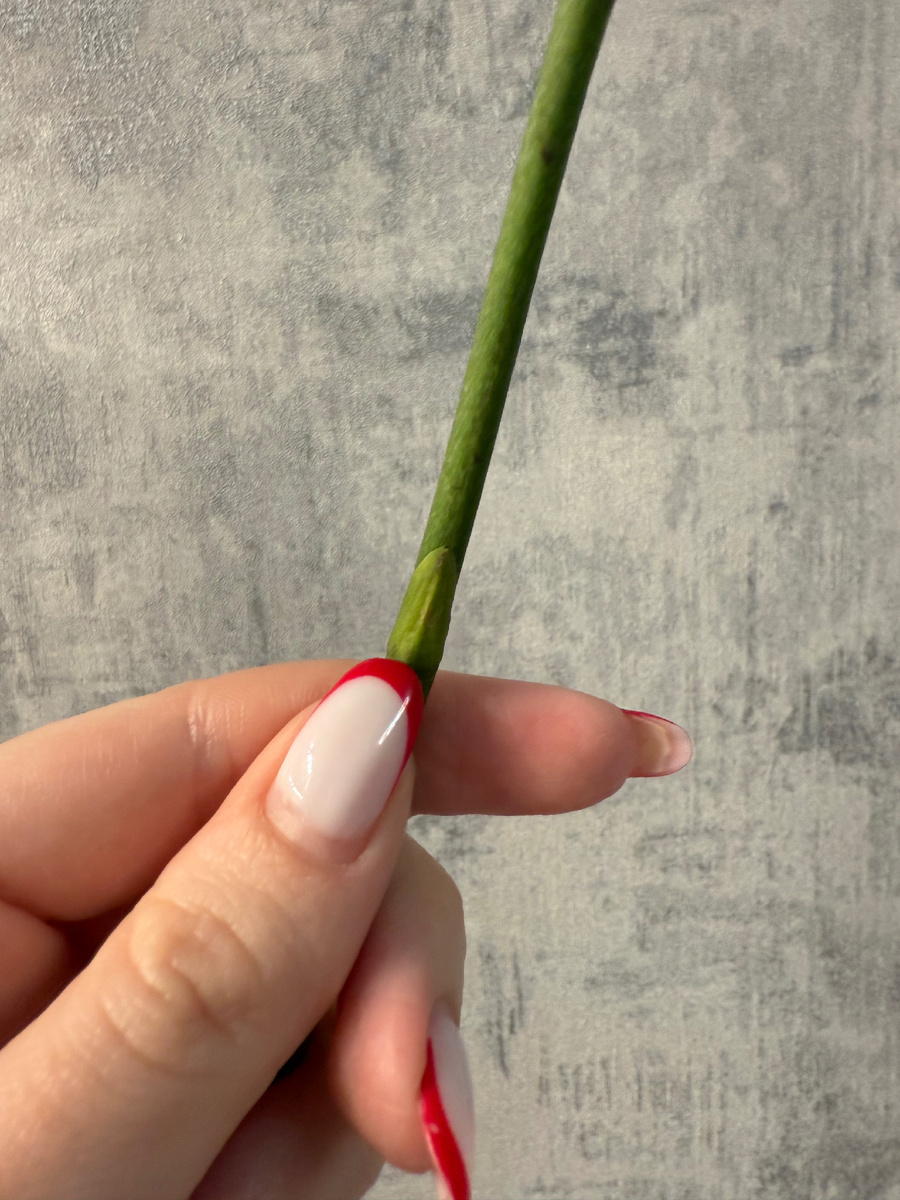 Закрытая почка 