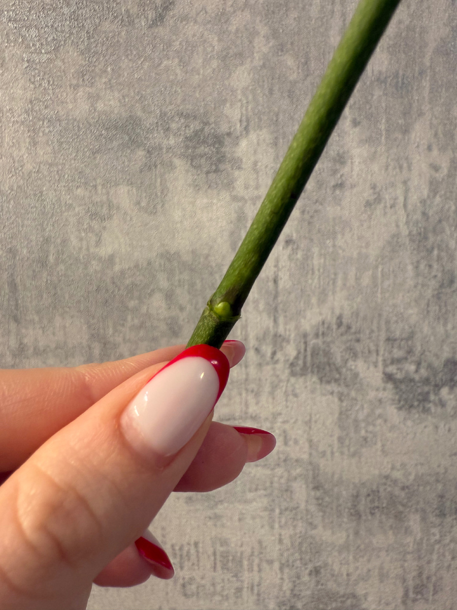 Открытая почка