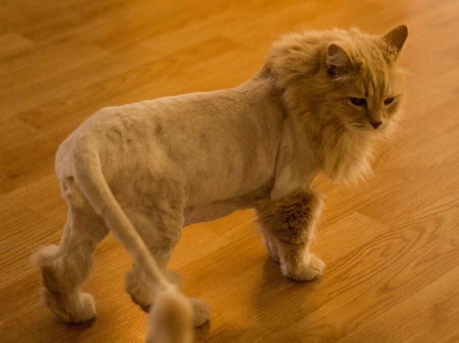 Фото из сети Интернет