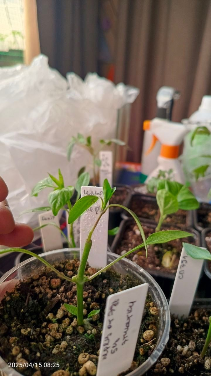 Метод прививки перца уколом