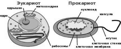стороение клеток