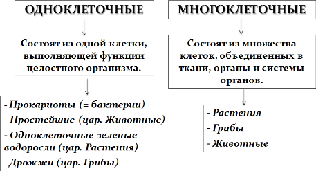 деление многоклеточных и одноклеточных организмов