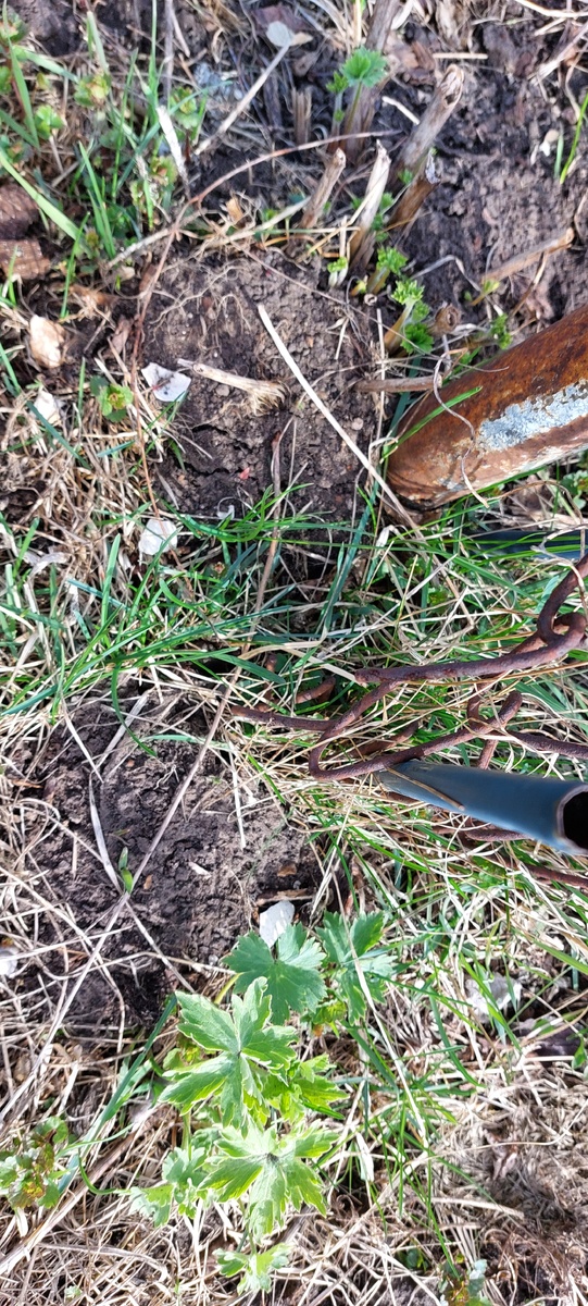 Внизу снимка голубой, а сверху начинает выходить из зимы розовый.