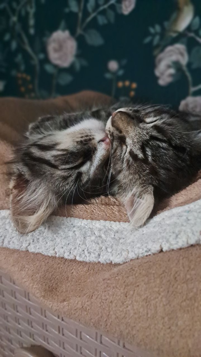 Тася и Шурочка