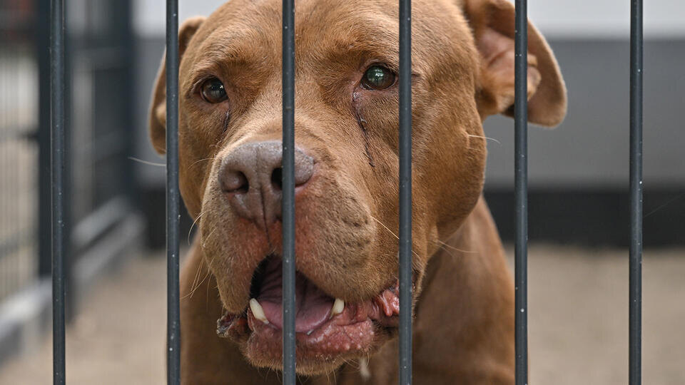     Стаффорд укусил годовалую девочку за голову в Махачкале www.globallookpress.com/Patrick Pleul/dpa