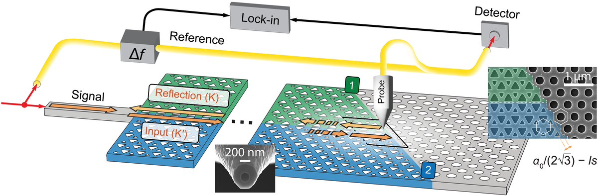 Высокоуровневая схема установки сканирующего оптического микроскопа ближнего поля и топологического волновода, заканчивающегося обычным PhC. Цвета (зеленый и синий) изображают два зеркальных нетривиальных PhC и обычный PhC (серый) на конце. Оранжевые стрелки с разными оттенками изображают краевые состояния с прямым и обратным распространением в K' и K-долинах. Инфракрасный свет проникает через кремниевый волновод с ребристой поверхностью со стороны образца и интенсивно распространяется в топологическом волноводе, пока не рассеивается на конце. Свет может поступать в выходные порты (1) и (2). Зонд ближнего действия выполняет растровое сканирование над поверхностью и обнаруживает часть составляющих электрического поля в плоскости. Обнаруженный сигнал повторно объединяется с опорной ветвью, которой присваивается смещение частоты на 60 кГц, в результате чего получается сигнал биения, считываемый блокирующими усилителями. На вставках представлены изображения сканирующего электронного микроскопа (СЭМ) с зондом ближнего поля и зигзагообразным концом, защищенным от симметрии. Расстояние между VPC и тривиальным PhC зависит от параметра сдвига решетки (ls) и влияет на диапазон частот, в котором поверхностные моды появляются на диаграмме фотонной дисперсии.