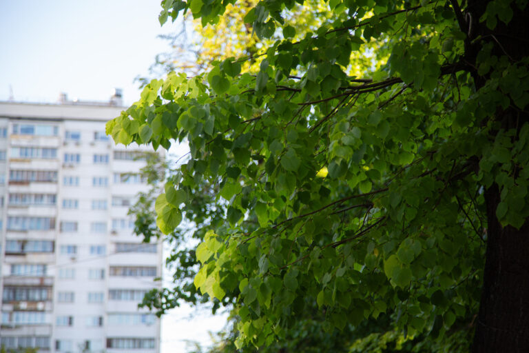    Фото: Общественная служба новостей Анна Мигинеишвили