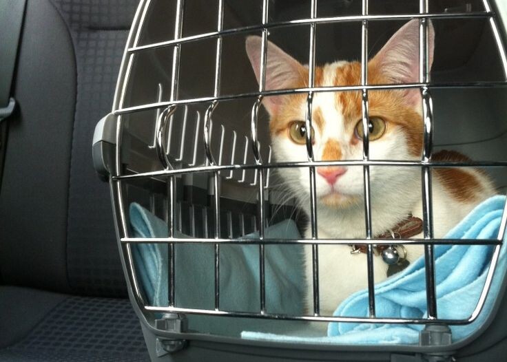 Фото из Интернета.