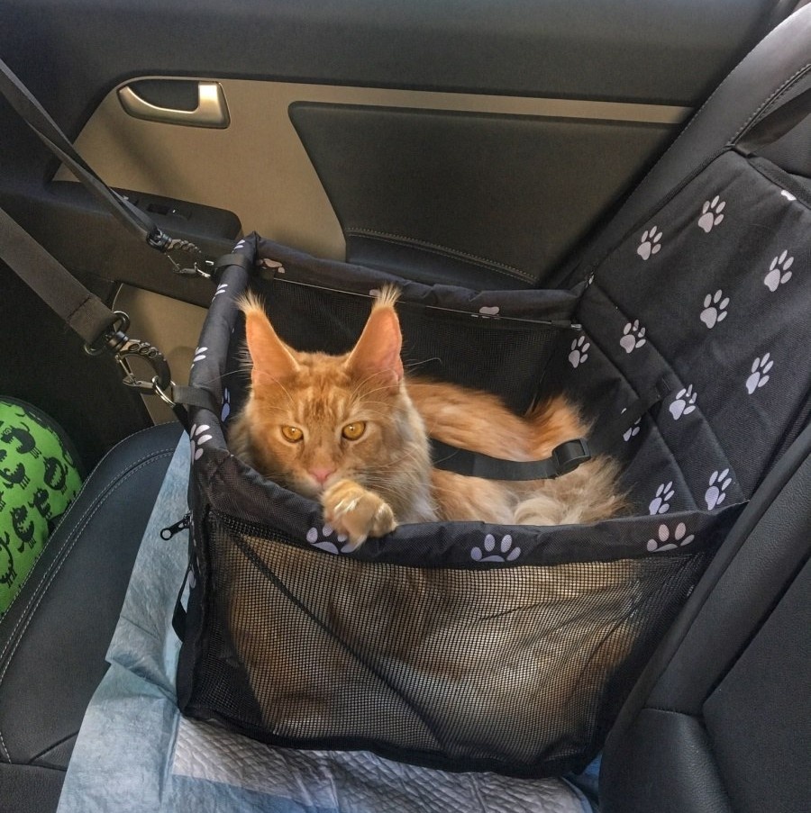 Фото из Интернета.