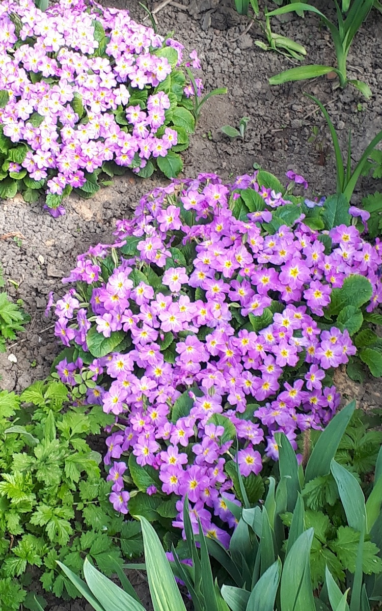 фото автора - любимчики примулы