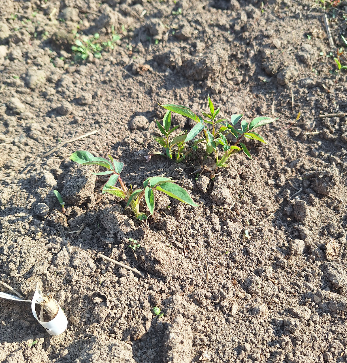 Раффлс Квин уже стоит с новыми побегами после неудачной зимовки и проведения реабелитации