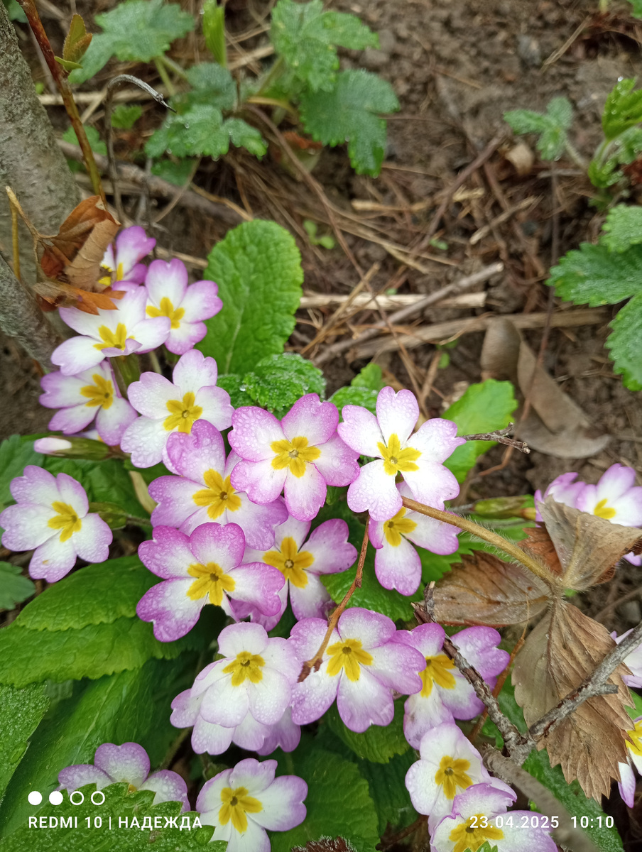 Такие нежные