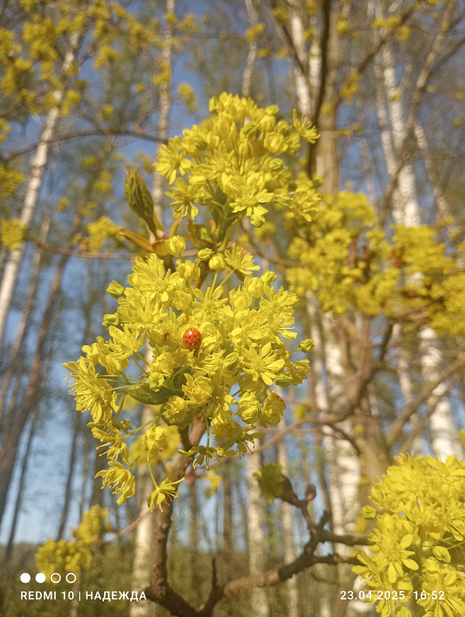 Не знаю, что за дерево цветёт, но это так красиво! 