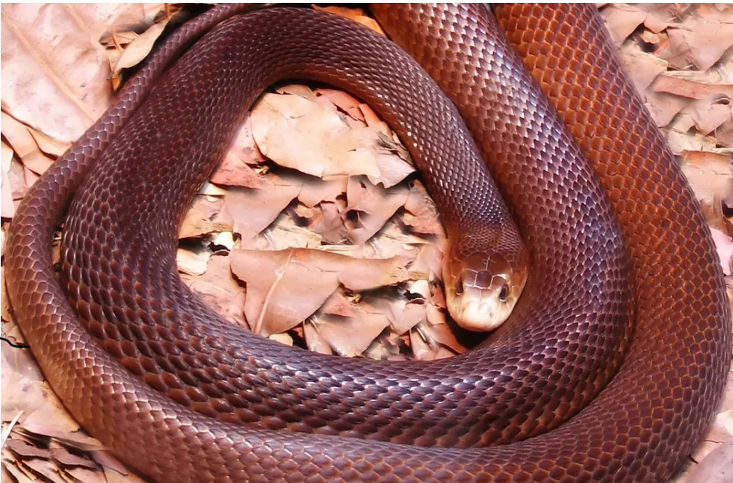 Прибрежный тайпан