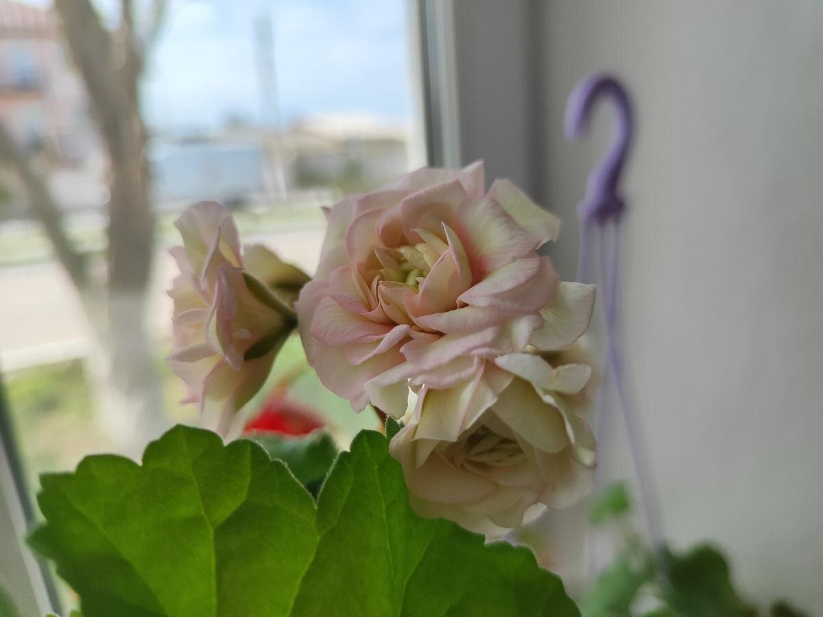 Северная Андромеда