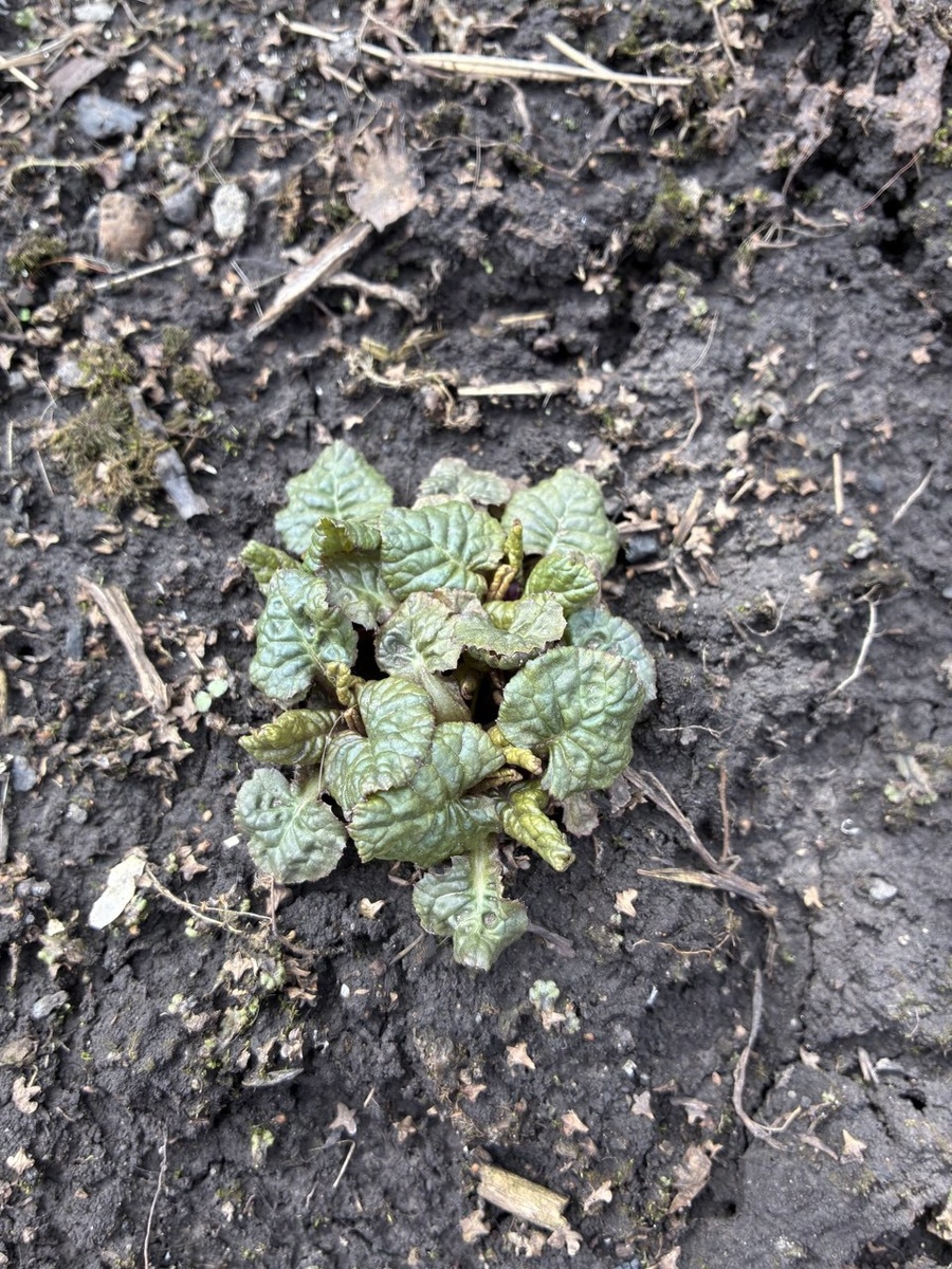 Бордовая бестебельная примула в палисаднике чуть жива.