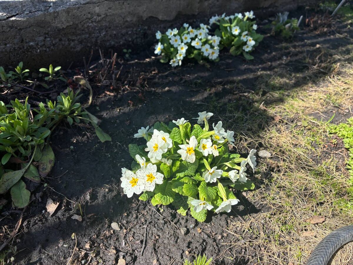 Белая бесстебельная примула в палисаднике.