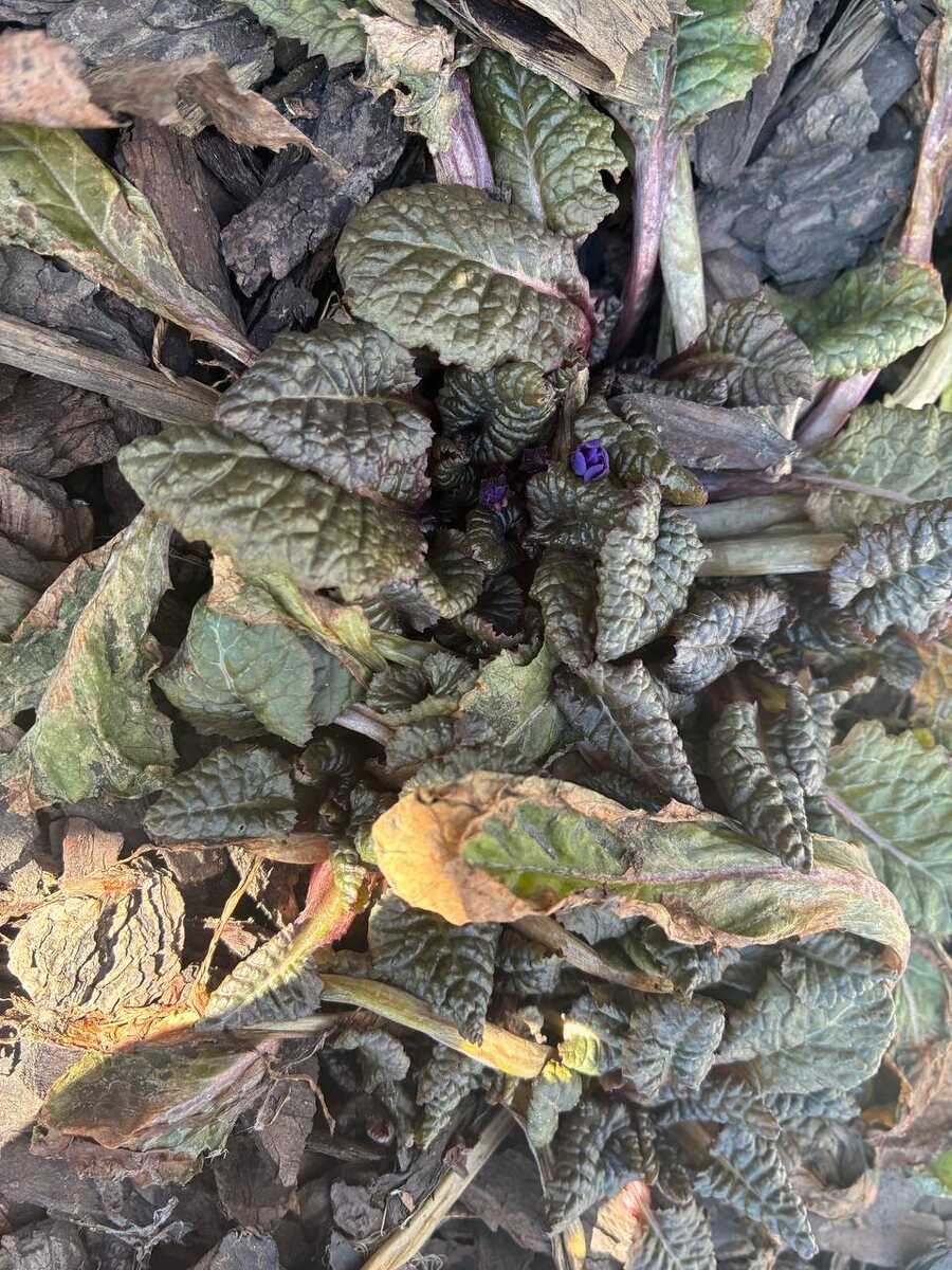 Фиолетовая примула в мульче.