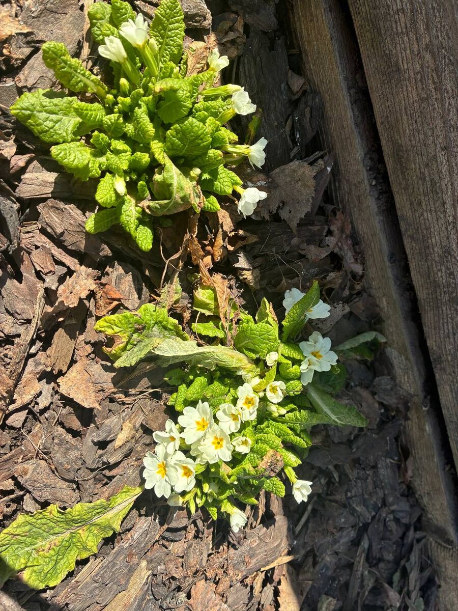 Белая бесстебельная примула  в мульче.