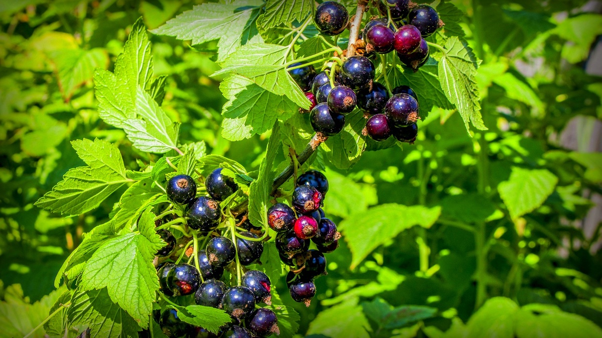 Чёрная смородина куст