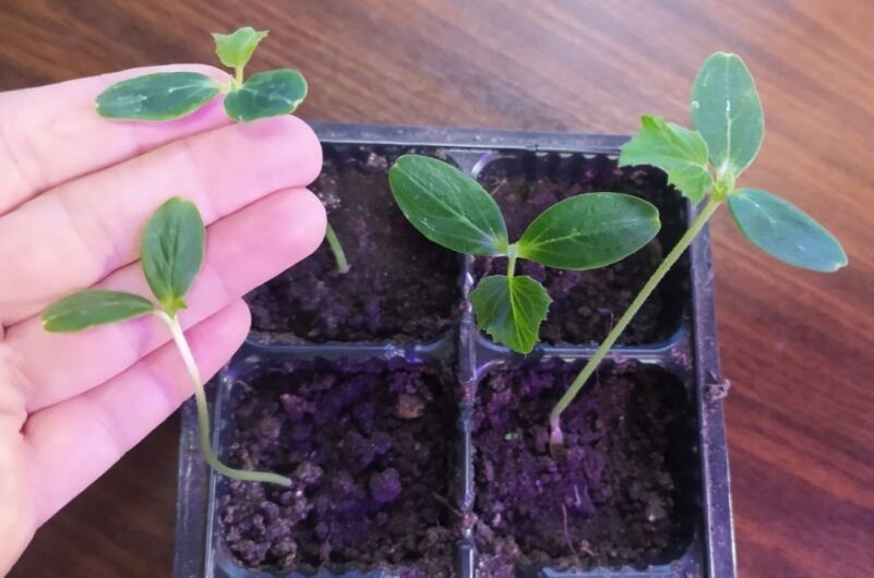 1 г на 1 литр для рассады огурцов, чтобы не вытягивалась