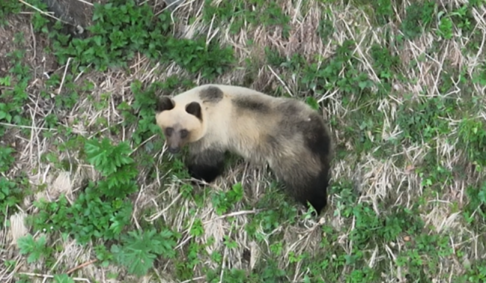    Медведи в Алтайском заповеднике. Источник: Алтайский биосферный заповедник