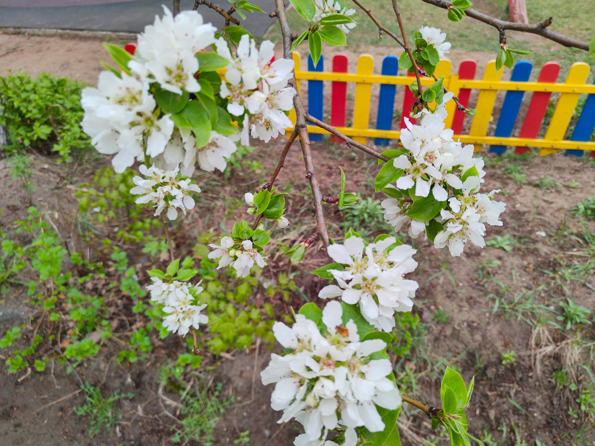 Апрель в Нижнем Новгороде. В садике. Фото моё