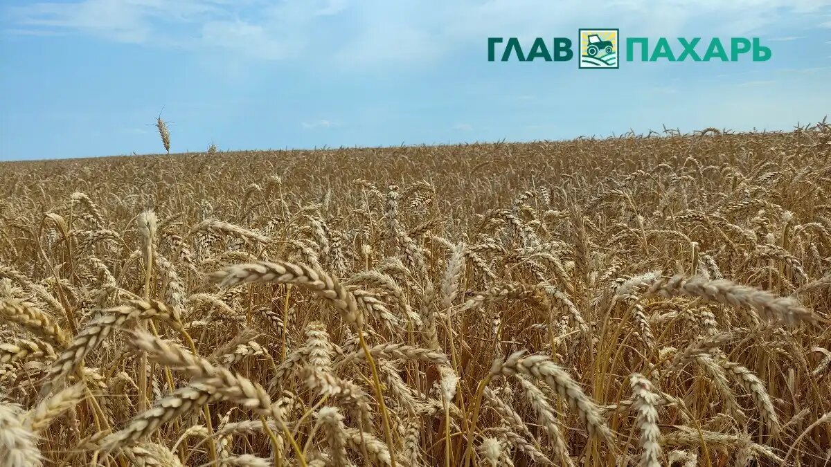 Фото: © Артём Борисов / Glavpahar.ru
В Херсонской области создадут аграрный холдинг (фото иллюстративное)