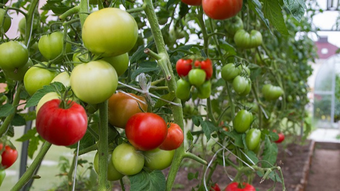 Результат метода пяти зон через 2 месяца после начала формировки