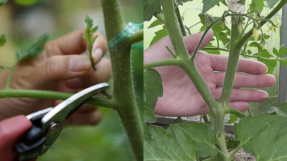 Формирование томатов