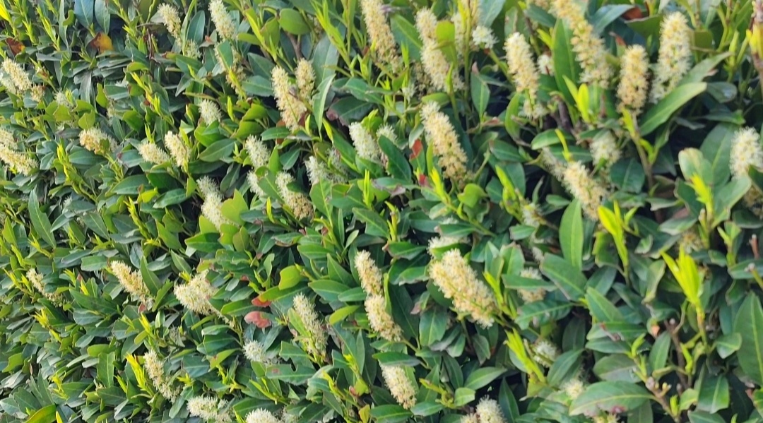 🌿🌸🌿🌸🌿🌸🌿