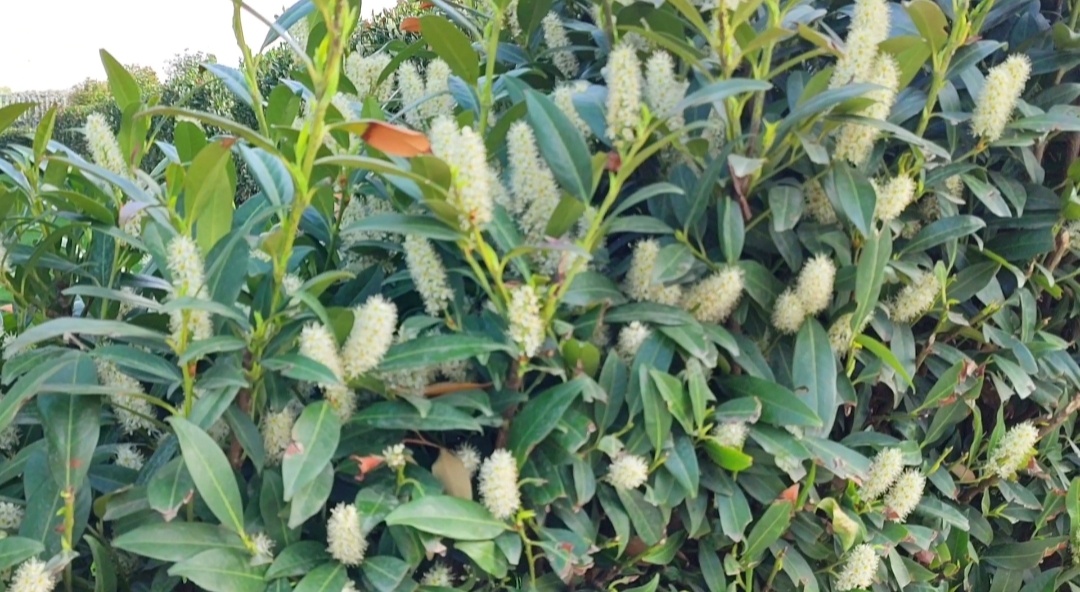 🌿🌸🌿🌸🌿🌸🌿