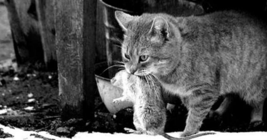 Фото: Яндекс картинки