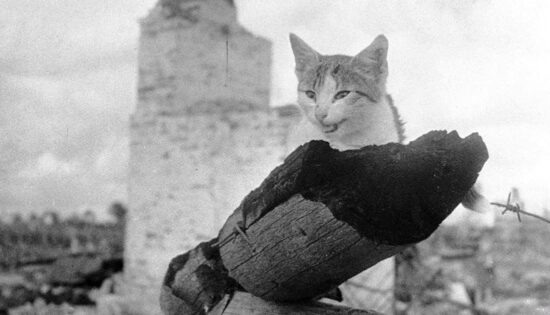 Фото: Яндекс картинки